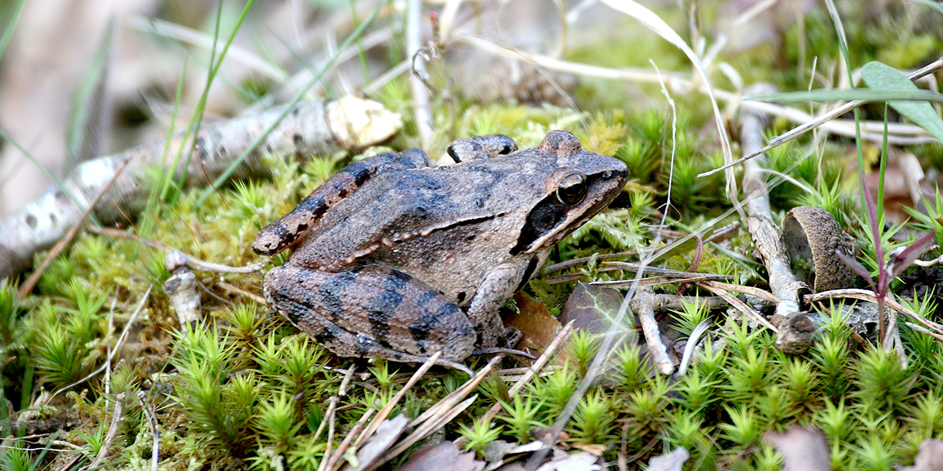 Le chant des grenouilles